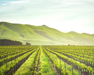 a vineyard